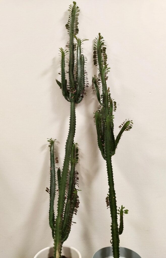 Euphorbia's