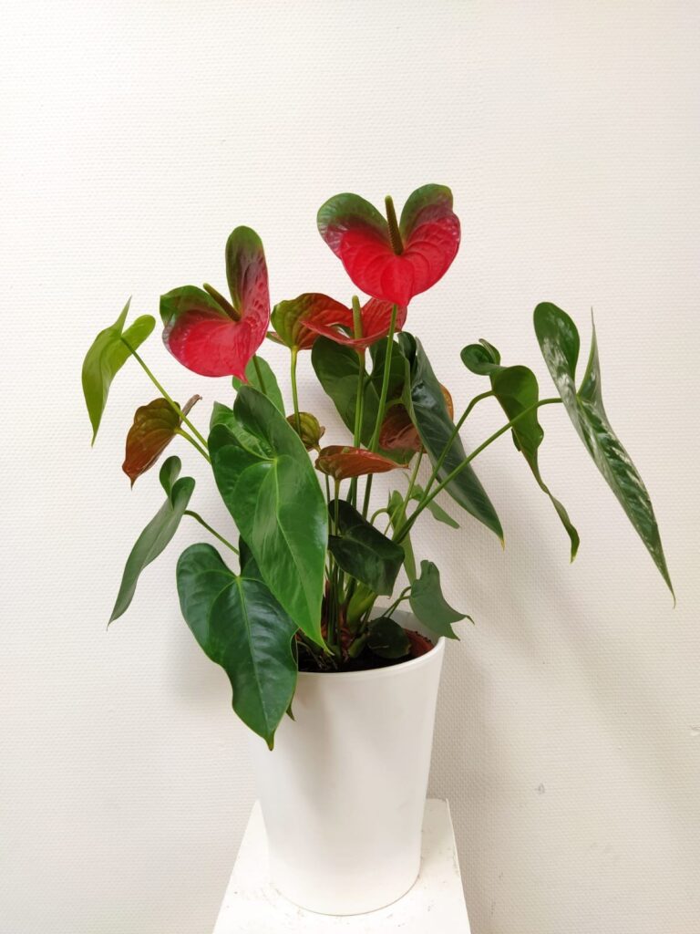 Flamingoplant
