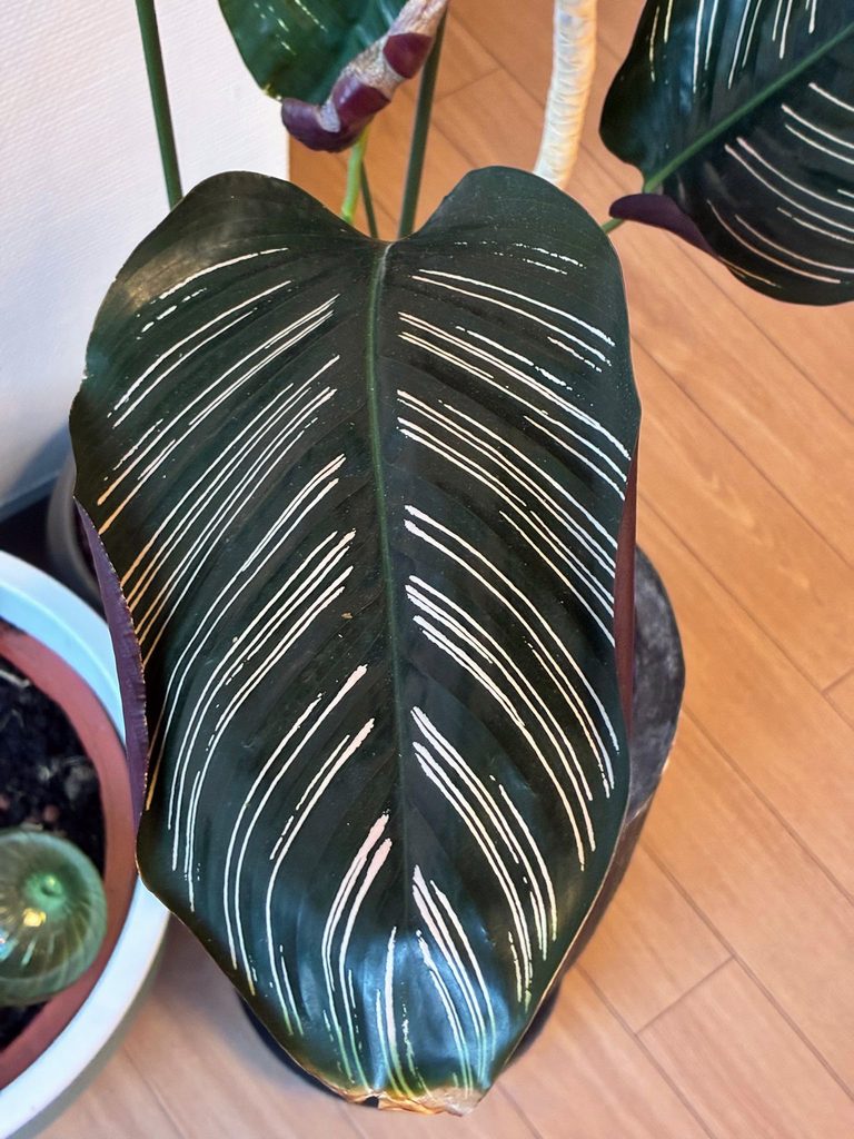 Calathea
